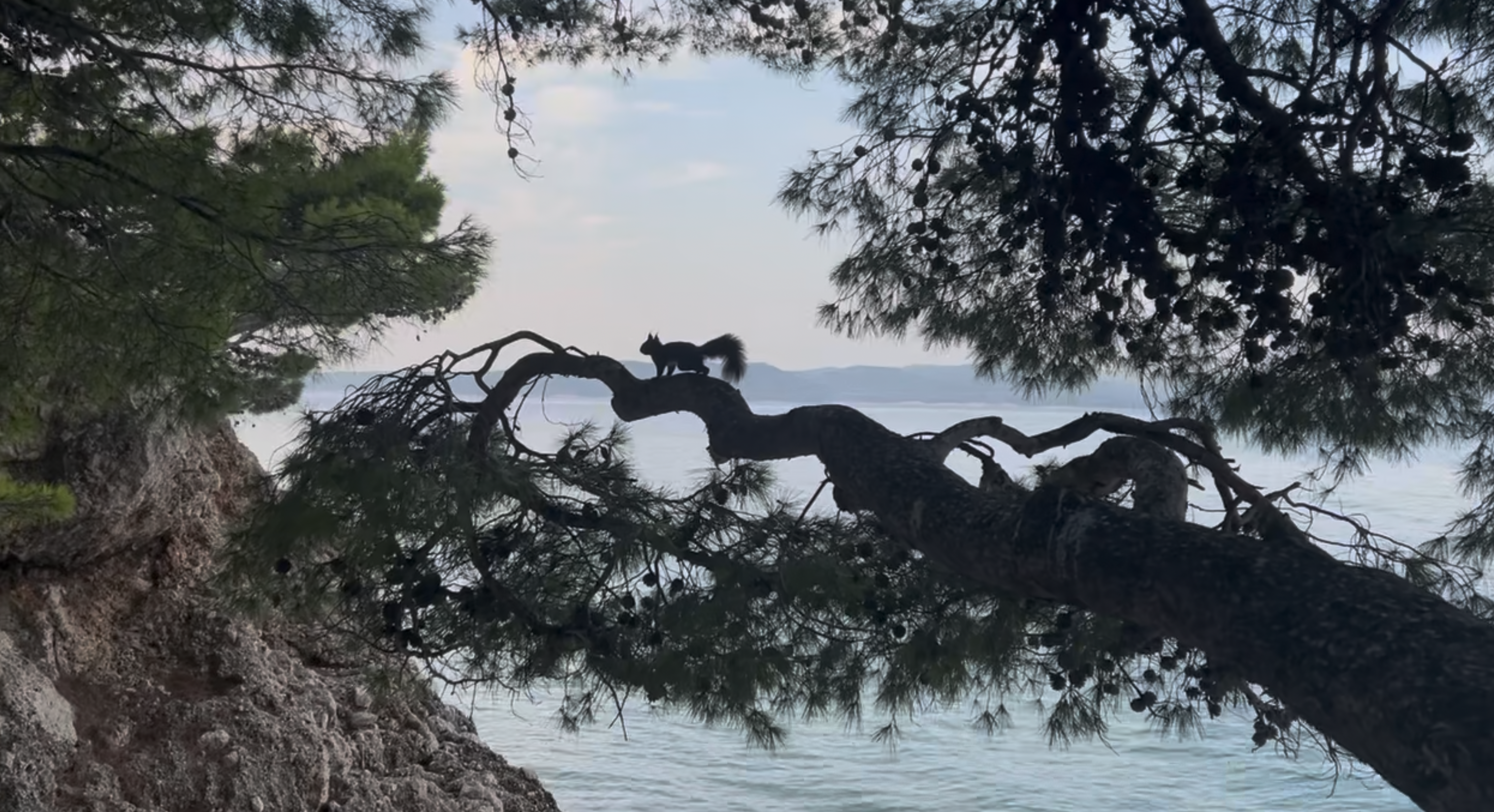 Punta Rata Beach Guide: Croatia's Forbes-Awarded Adriatic Gem in Brela — 3